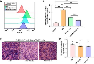 Targeting Mitochondrial ROS-Mediated Ferroptosis by Quercetin Alleviates High-Fat Diet-Induced Hepatic Lipotoxicity